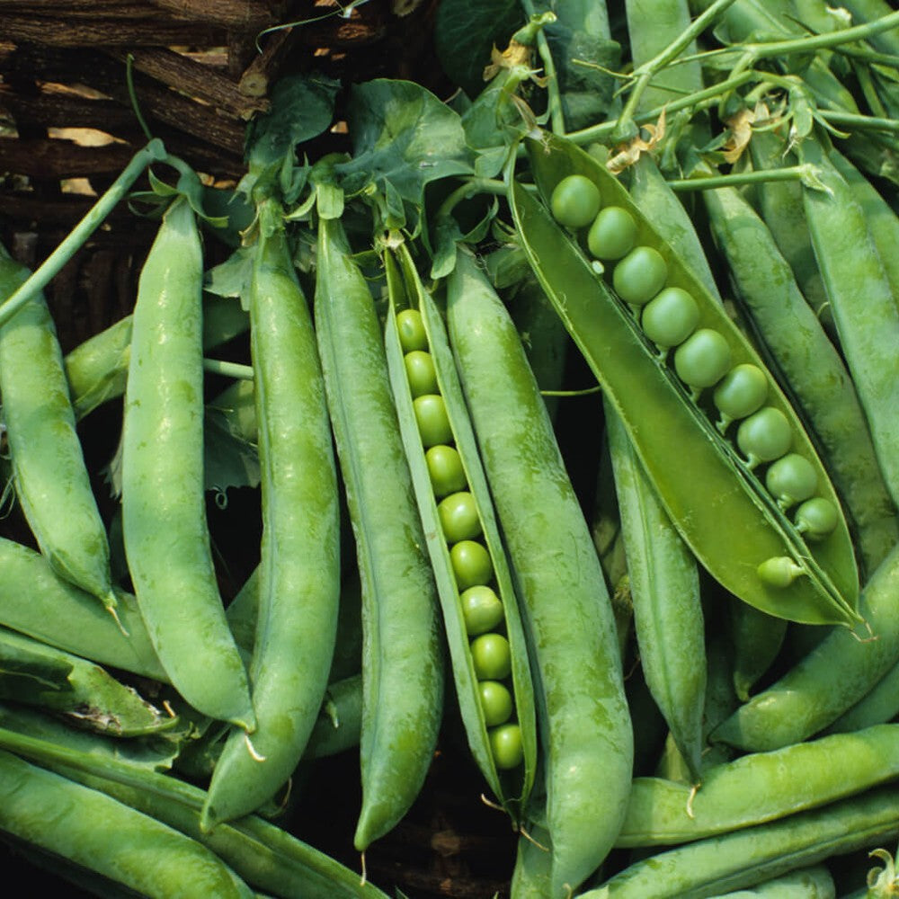 180 Green Arrow Garden Pea High Yielding NON-GMO Heirloom Vegetable Seeds | www.seedsplantworld.com