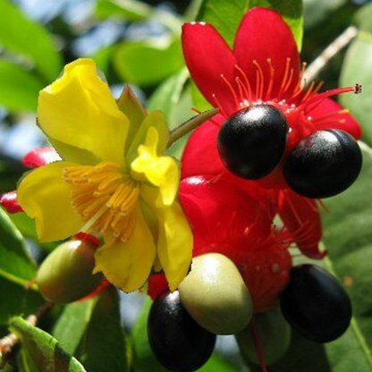 Ochna Serrulata (Mickey Mouse Plant) Live Plant