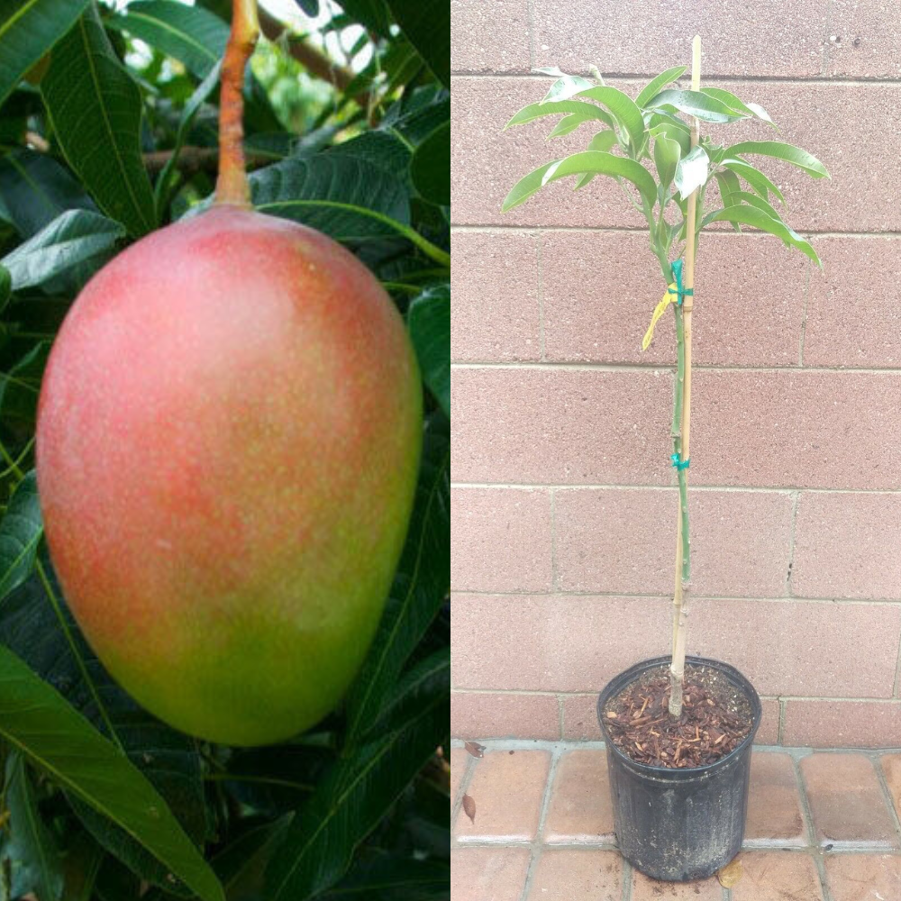 Mango (Glenn Variety) Fruit Tree | www.seedsplantworld.com