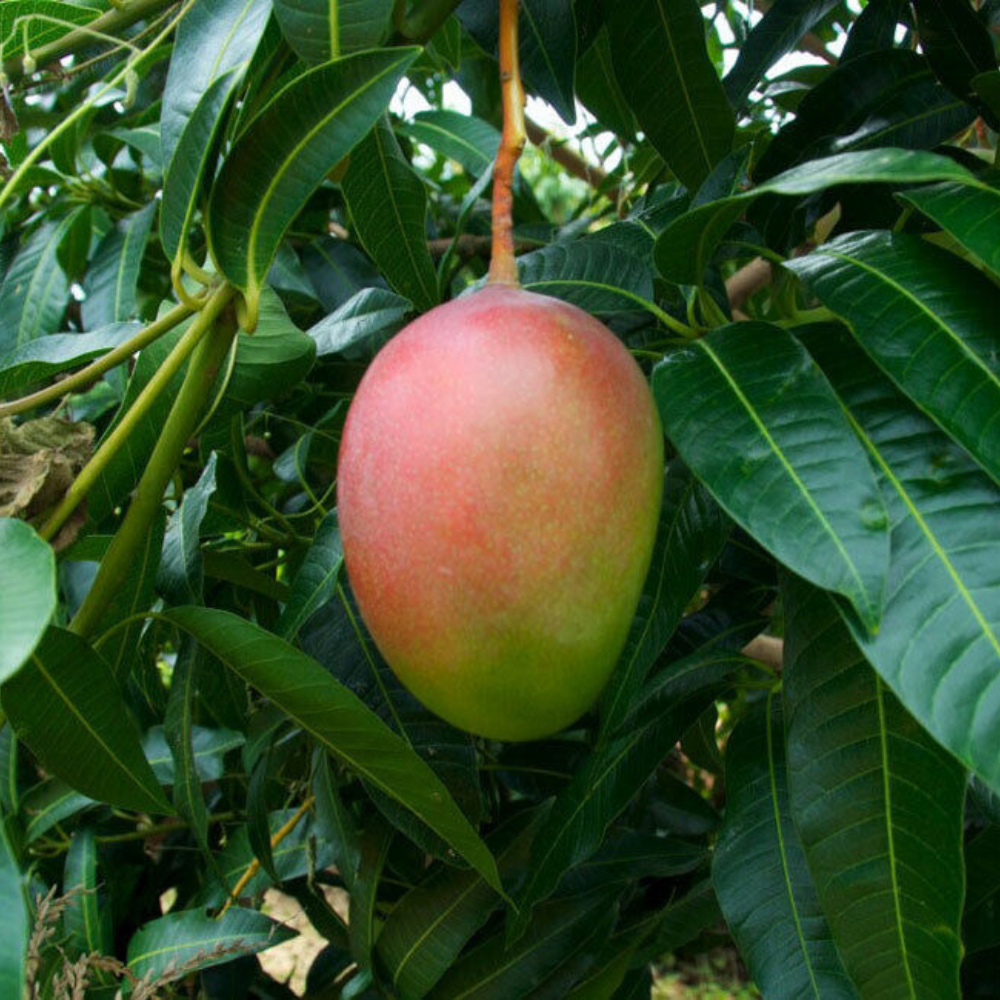 Mango (Glenn Variety) Fruit Tree