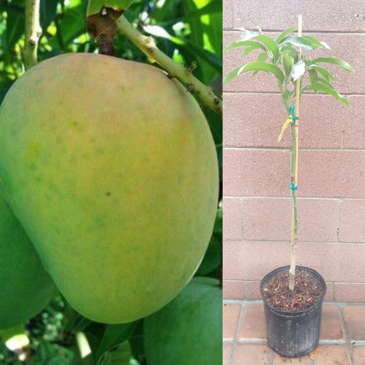 Mango (Alphonso Variety) Fruit Tree | www.seedsplantworld.com