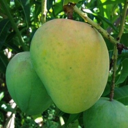 Mango (Alphonso Variety) Fruit Tree