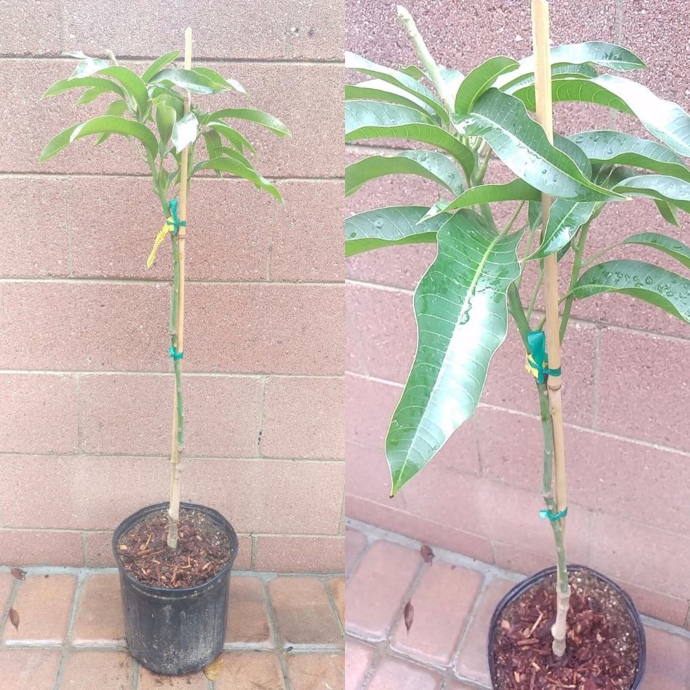 Mango (Alphonso Variety) Fruit Tree