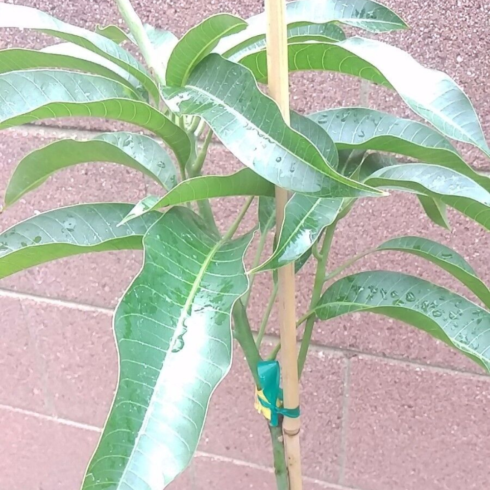 Mango (Alphonso Variety) Fruit Tree