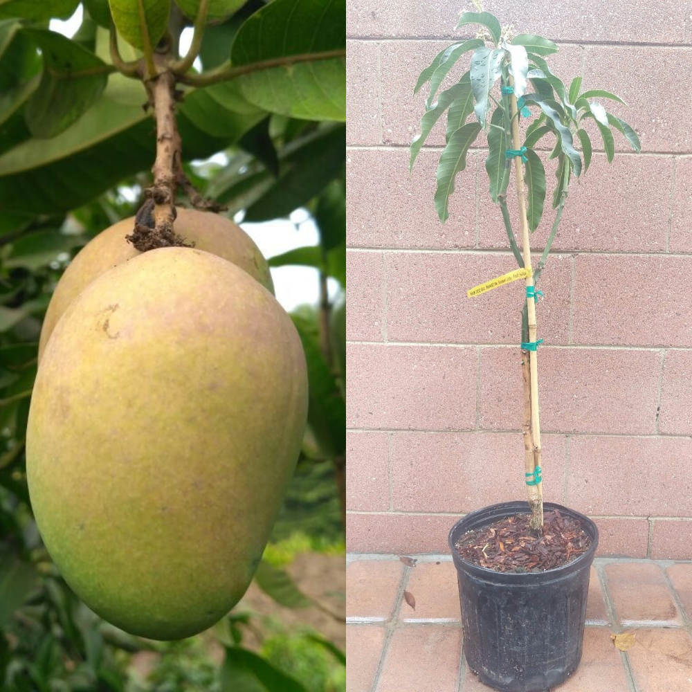 Mango (Mallika Variety) Fruit Tree | www.seedsplantworld.com