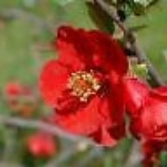 10 Chaenomeles Speciosa Flowering Quince Shrub Seeds For Planting | www.seedsplantworld.com