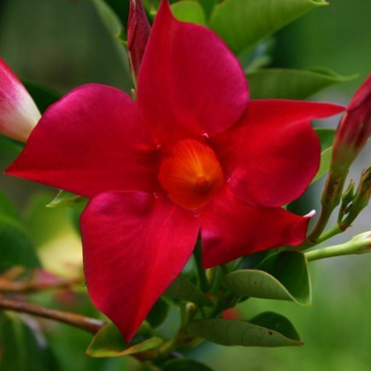 Red Dipladenia Madinia Flower Live Plant  | www.seedsplantworld.com