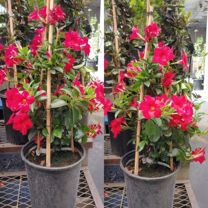 Red Dipladenia Madinia Flower Live Plant