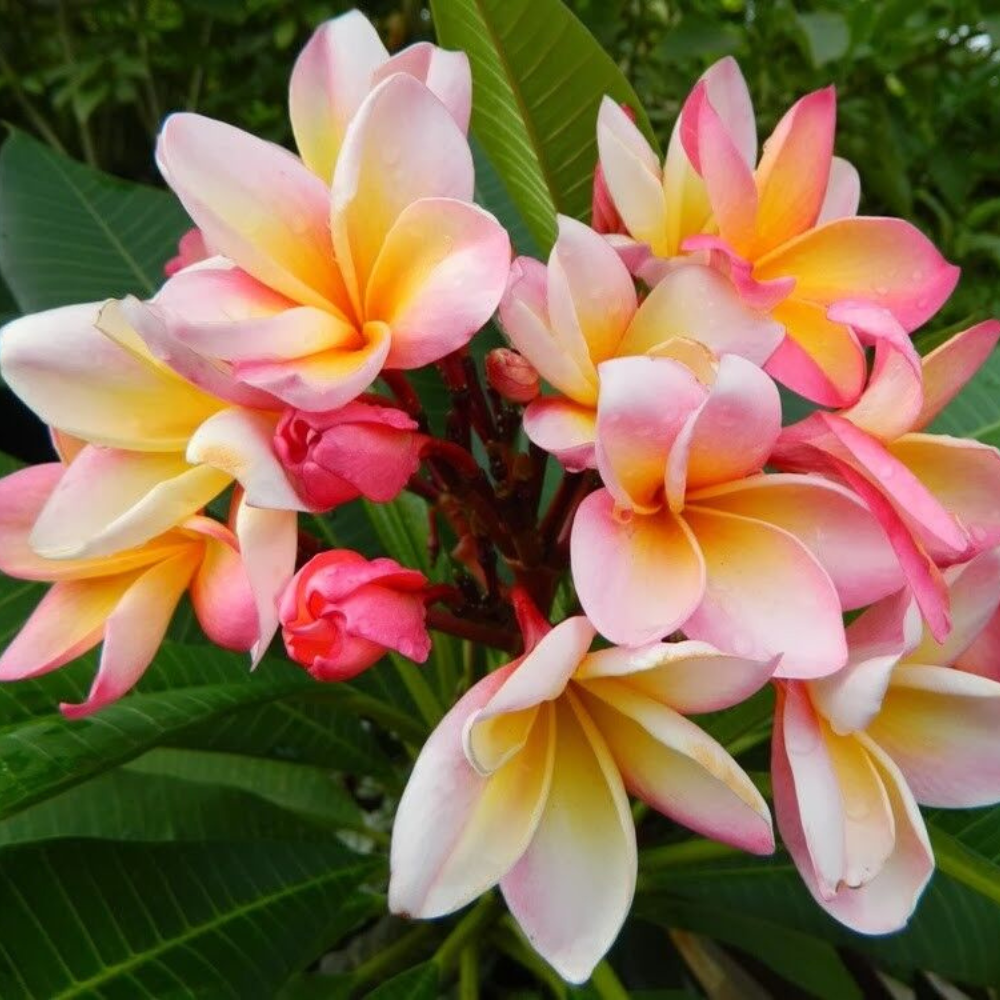 Pink Rooted Plumeria (Cotton Candy) Flower Live Plant | www.seedsplantworld.com