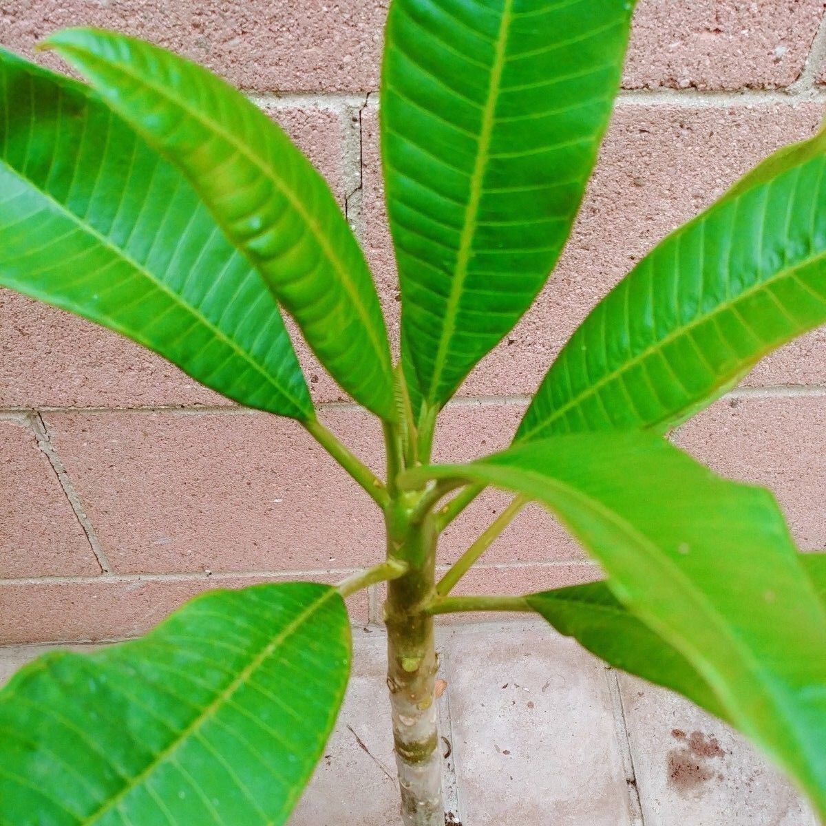 Rooted Plumeria Rubra Yellow Flower Live Plant