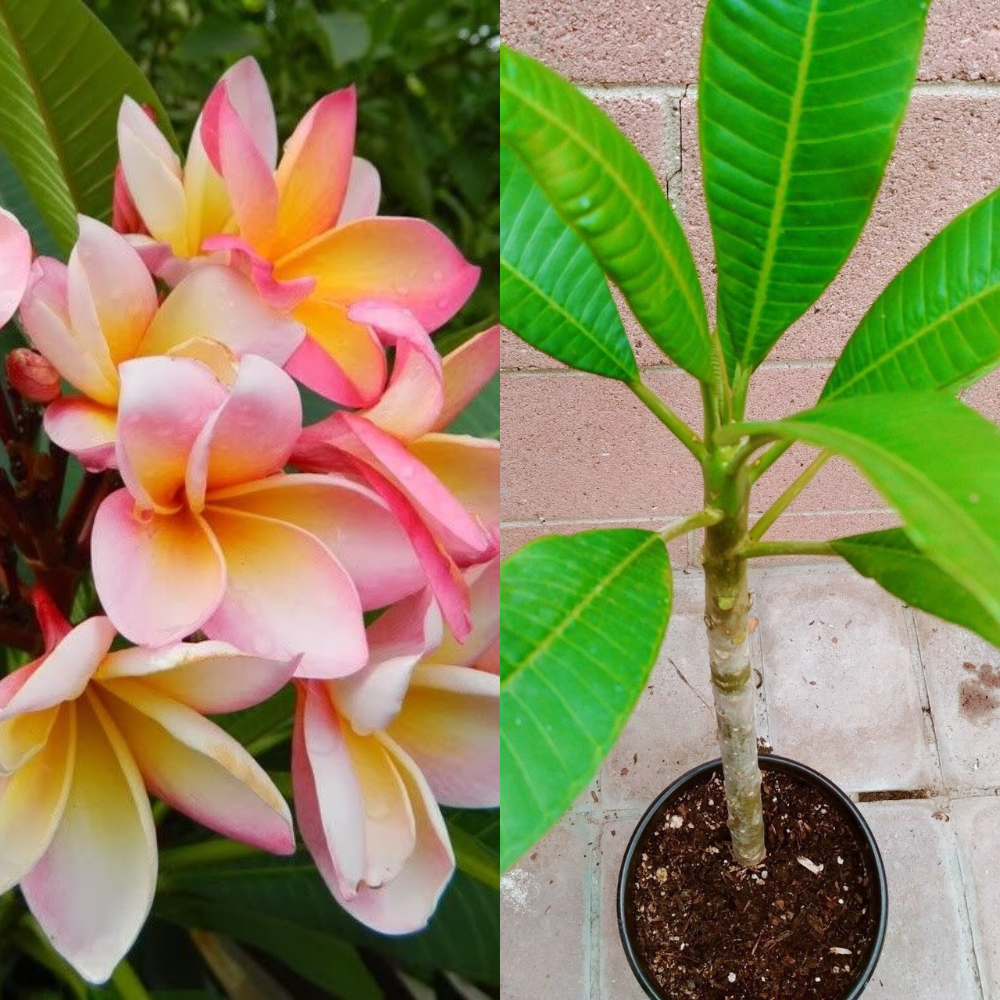 Pink Rooted Plumeria (Cotton Candy) Flower Live Plant