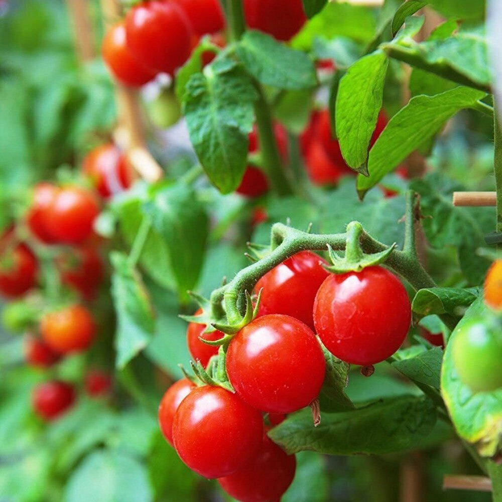 60 Tiny Tim Cherry Tomato Dwarf Tomato Plant NON-GMO Heirloom Vegetable Seeds | www.seedsplantworld.com