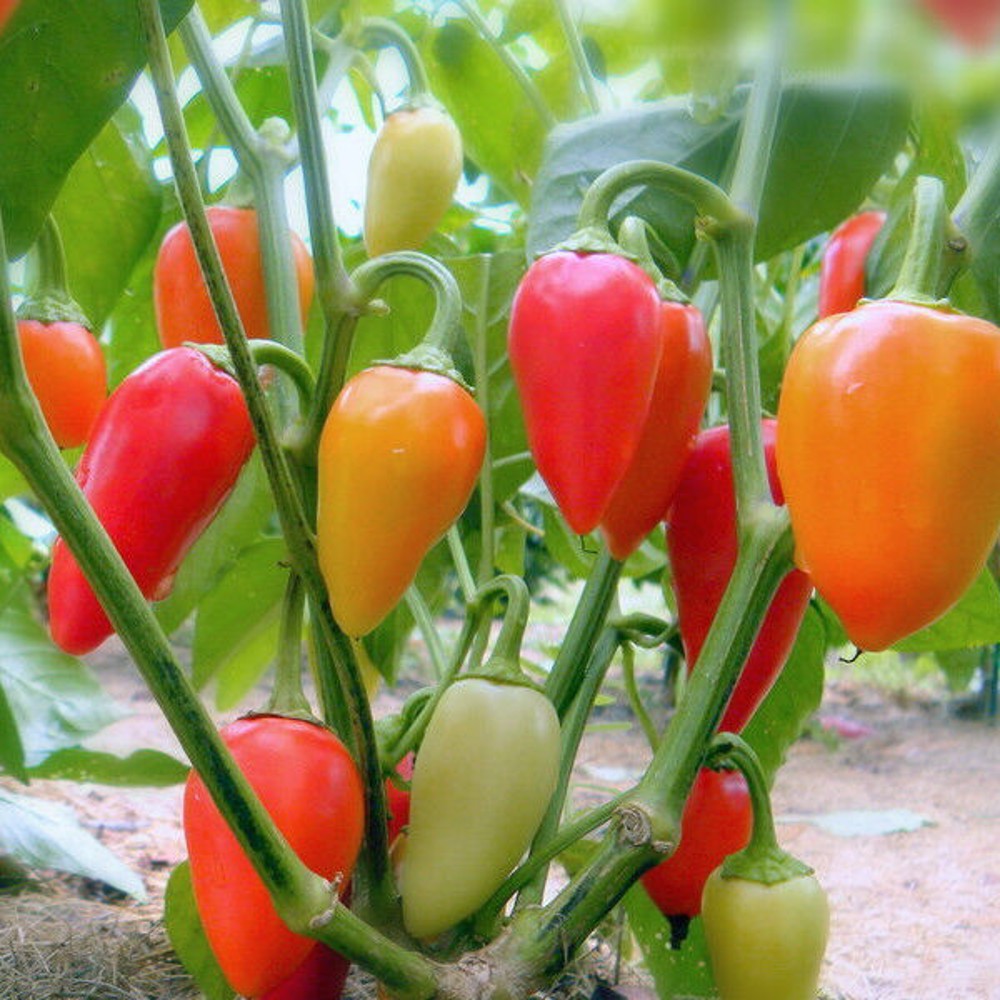 100 Santa Fe Grande Hot Pepper Guero NON-GMO Vegetable Seeds | www.seedsplantworld.com