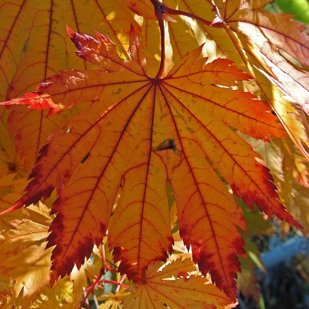 5 Acer Japonicum Meigetsu Japanese Fullmoon Maple Seeds For Planting | www.seedsplantworld.com