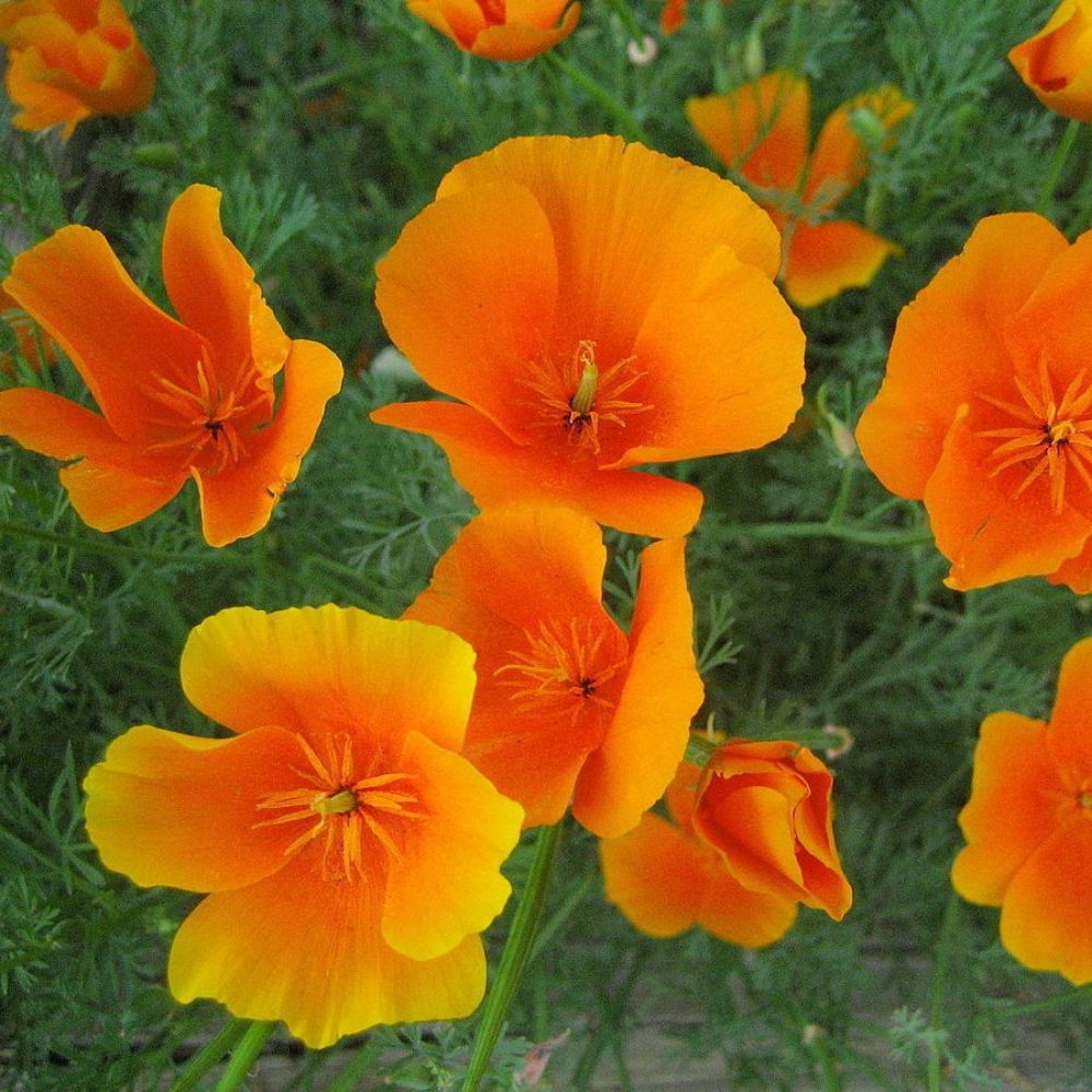 10 Eschscholzia Californica Orange California Poppy Seeds For Planting | www.seedsplantworld.com