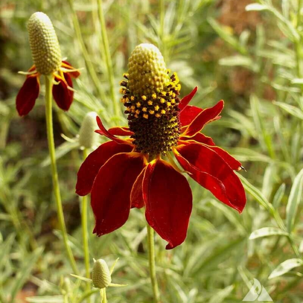 450 Dwarf Red Coneflower Mexican Red Hat Columnar Upright Prairie Flowers Seeds | www.seedsplantworld.com