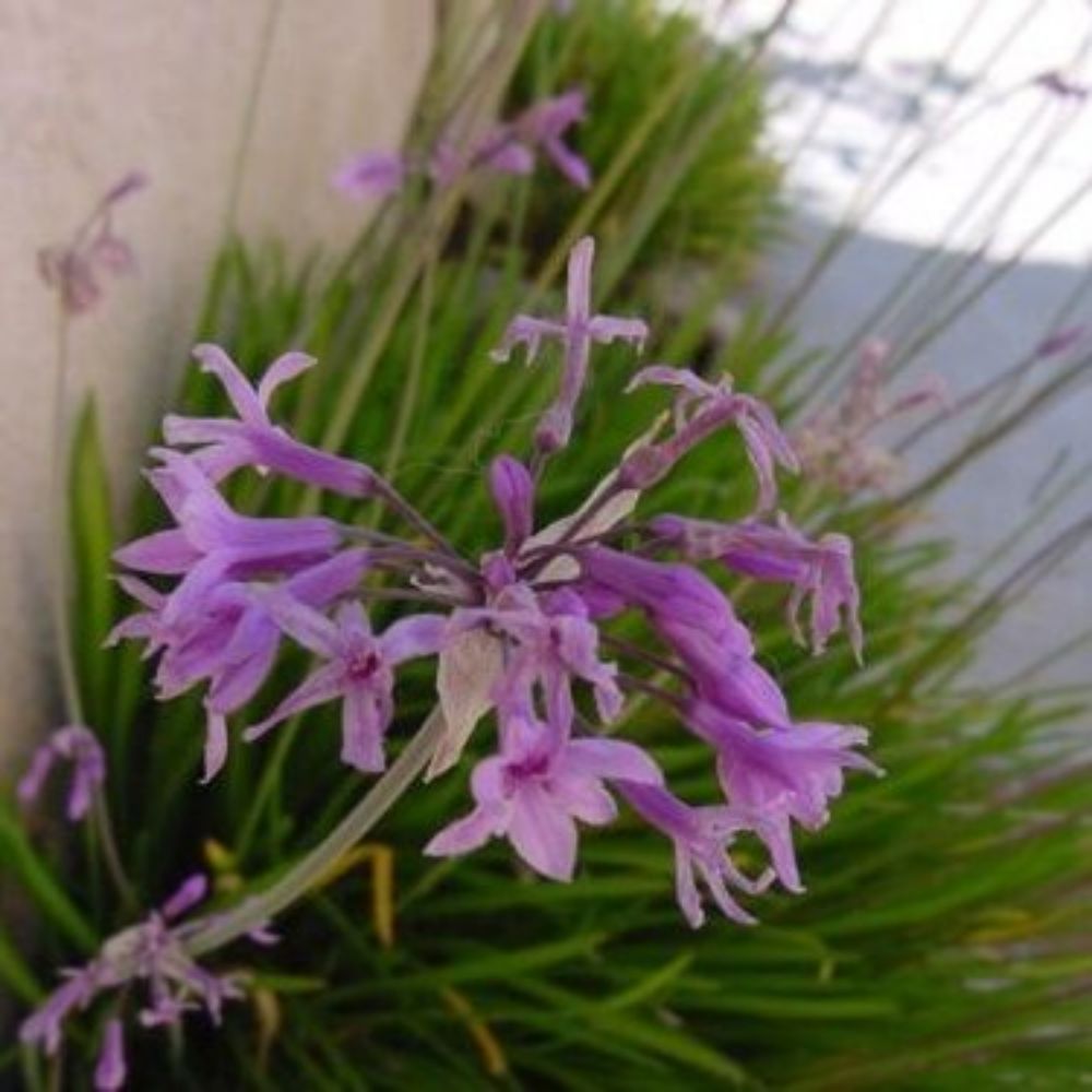 5 Tulbaghia Violacea Society Garlic Seeds For Planting | www.seedsplantworld.com