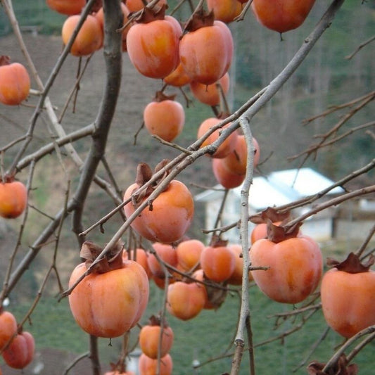 5 Diospyros Kaki Persimmon Tree Seeds For Planting | www.seedsplantworld.com