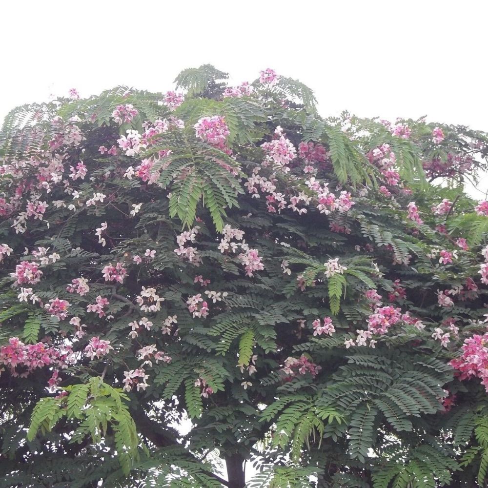 5 Cassia Renigera Burmese Pink Shower Tree Pink Flowers Seeds For Planting | www.seedsplantworld.com