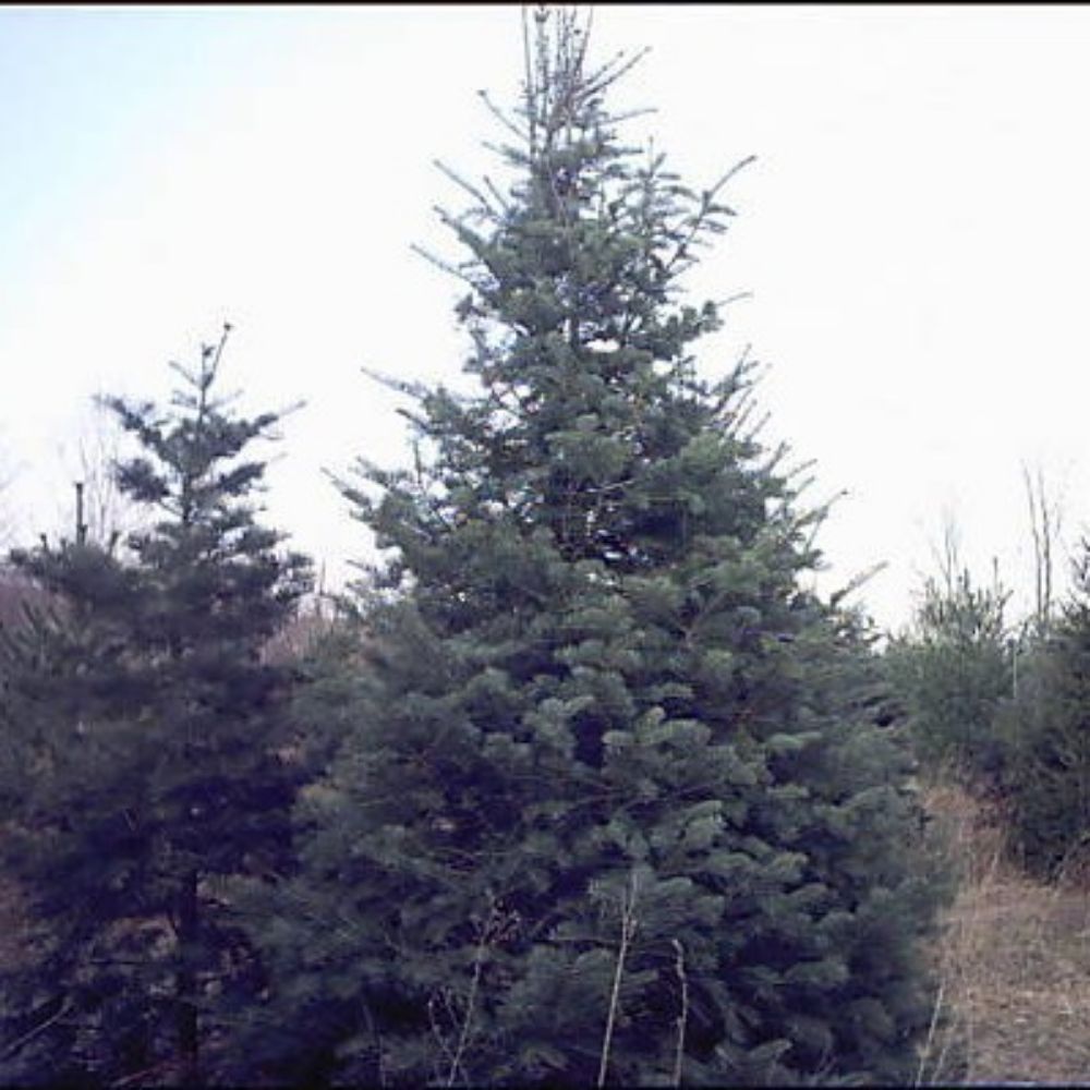 5 Abies Concolor Concolor Fir Tree Seeds For Planting | www.seedsplantworld.com