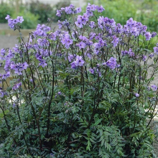 5 Polemonium Yezoense Purple Rain Jacobs Ladder Seeds For Planting | www.seedsplantworld.com