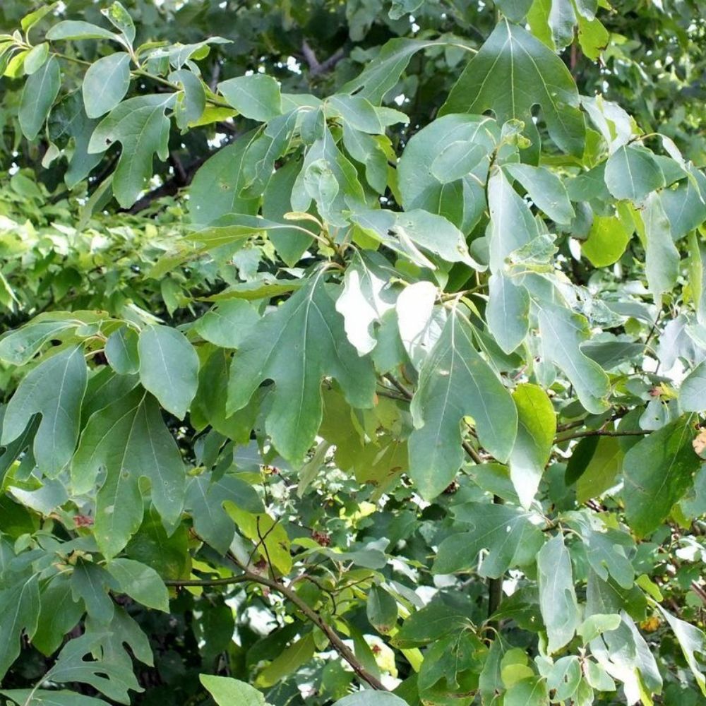 5 Sassafras Albidum Sassafras Tree Seeds For Planting | www.seedsplantworld.com