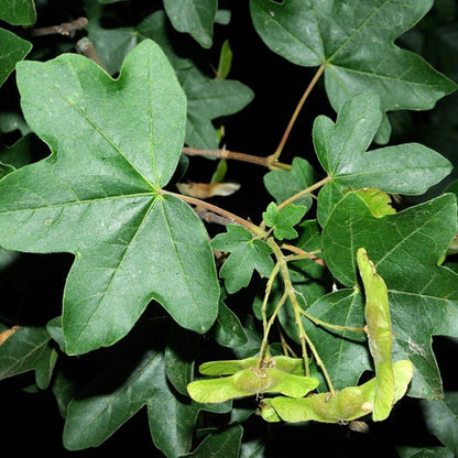10 Acer Campestre Hedge Maple Tree Seeds For Planting | www.seedsplantworld.com