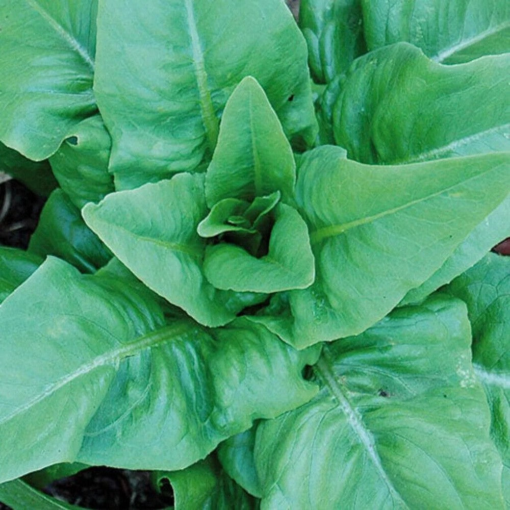 500 Amish Deer Tongue Leaf Lettuce Matchless NON-GMO Heirloom Vegetable Seeds | www.seedsplantworld.com