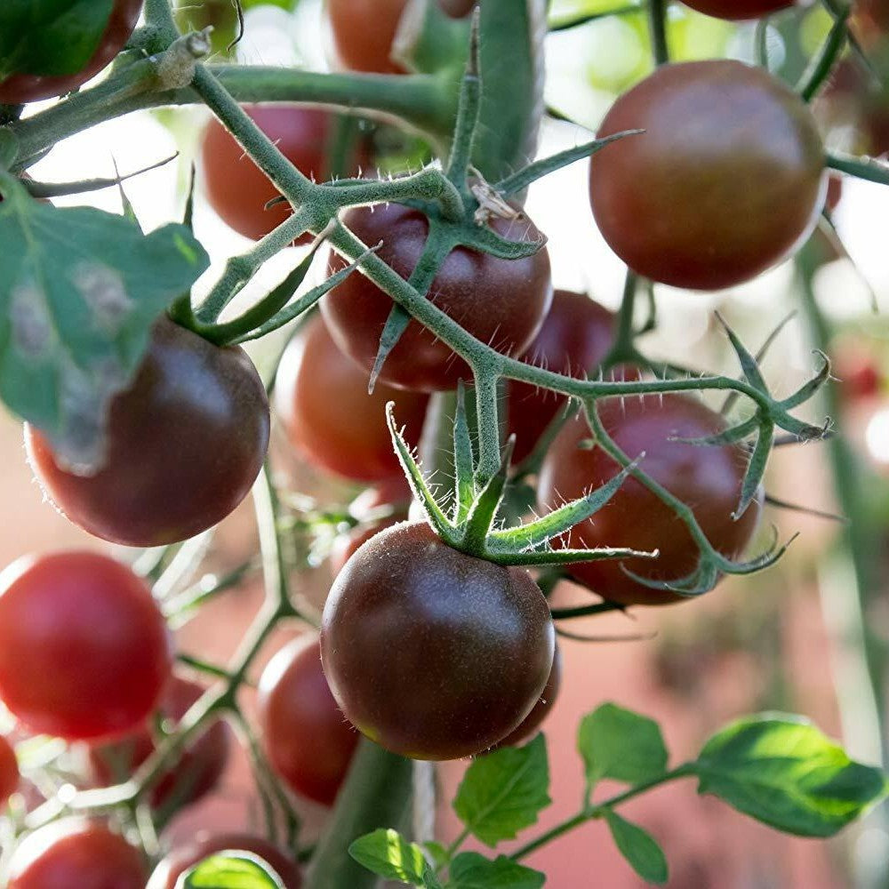 125 Black Prince Tomato NON-GMO Siberian Native Low Acidic Vegetable Seeds | www.seedsplantworld.com