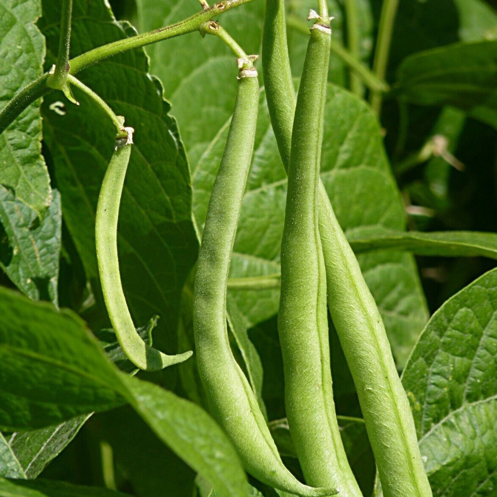 1 Ounce Burpee Stringless Green Bean NON-GMO Vegetable Seeds | www.seedsplantworld.com