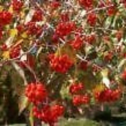 10 Crataegus Phaenopyrum Washington Hawthorn Tree Seeds For Planting | www.seedsplantworld.com