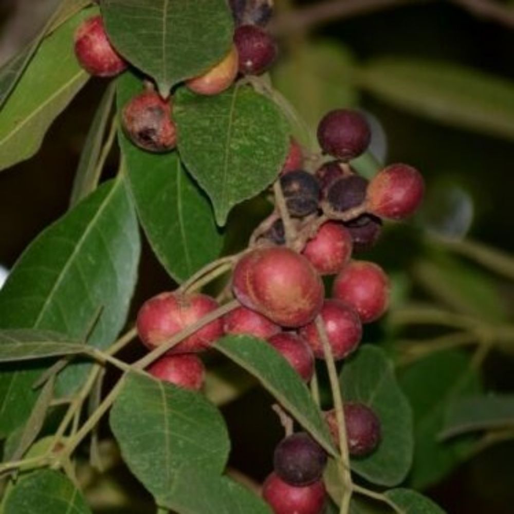 5 Protium Serratum India Red Pear Tree Seeds For Planting | www.seedsplantworld.com