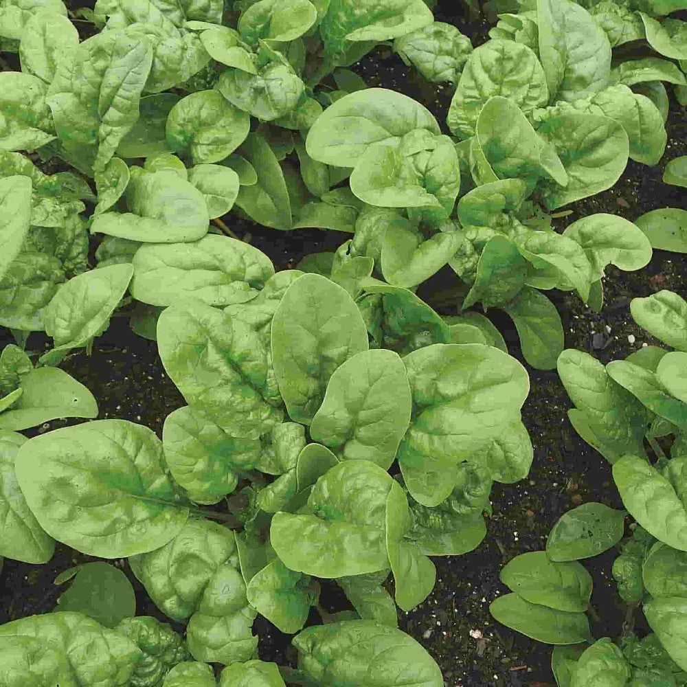 150 Bloomsdale Long Standing Spinach NON-GMO Vegetable Seeds | www.seedsplantworld.com