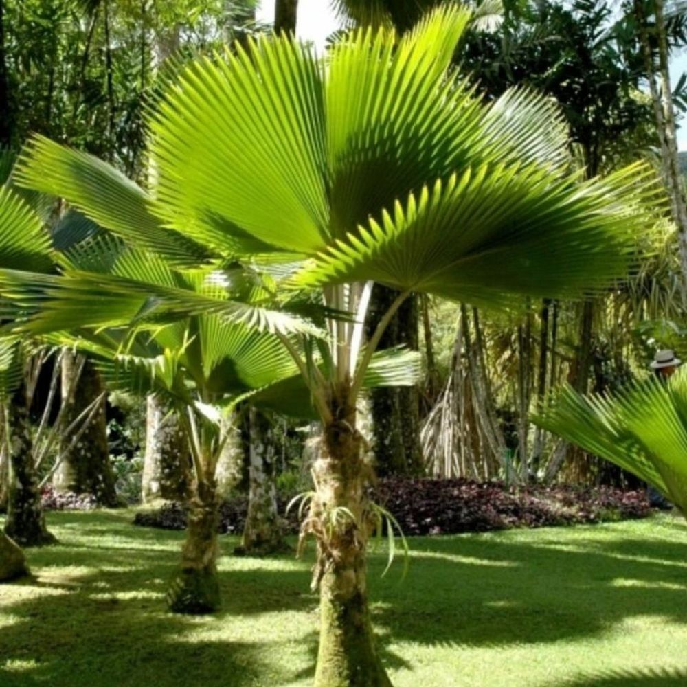 5 Licuala Grandis Ruffled Fam Palm Seeds For Planting | www.seedsplantworld.com