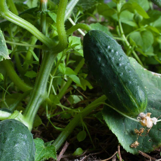 30 Spacemaster Cucumber NON-GMO Compact Cucumber Plant Fruit Seeds | www.seedsplantworld.com