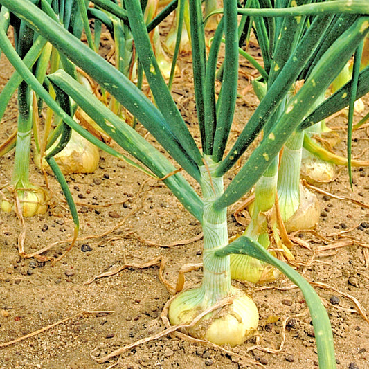 401 Vidalia Sweet Onion Vegetable Seeds | www.seedsplantworld.com