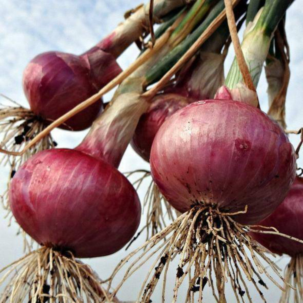 400 Red Grano Sweet Onion Vegetable Seeds | www.seedsplantworld.com