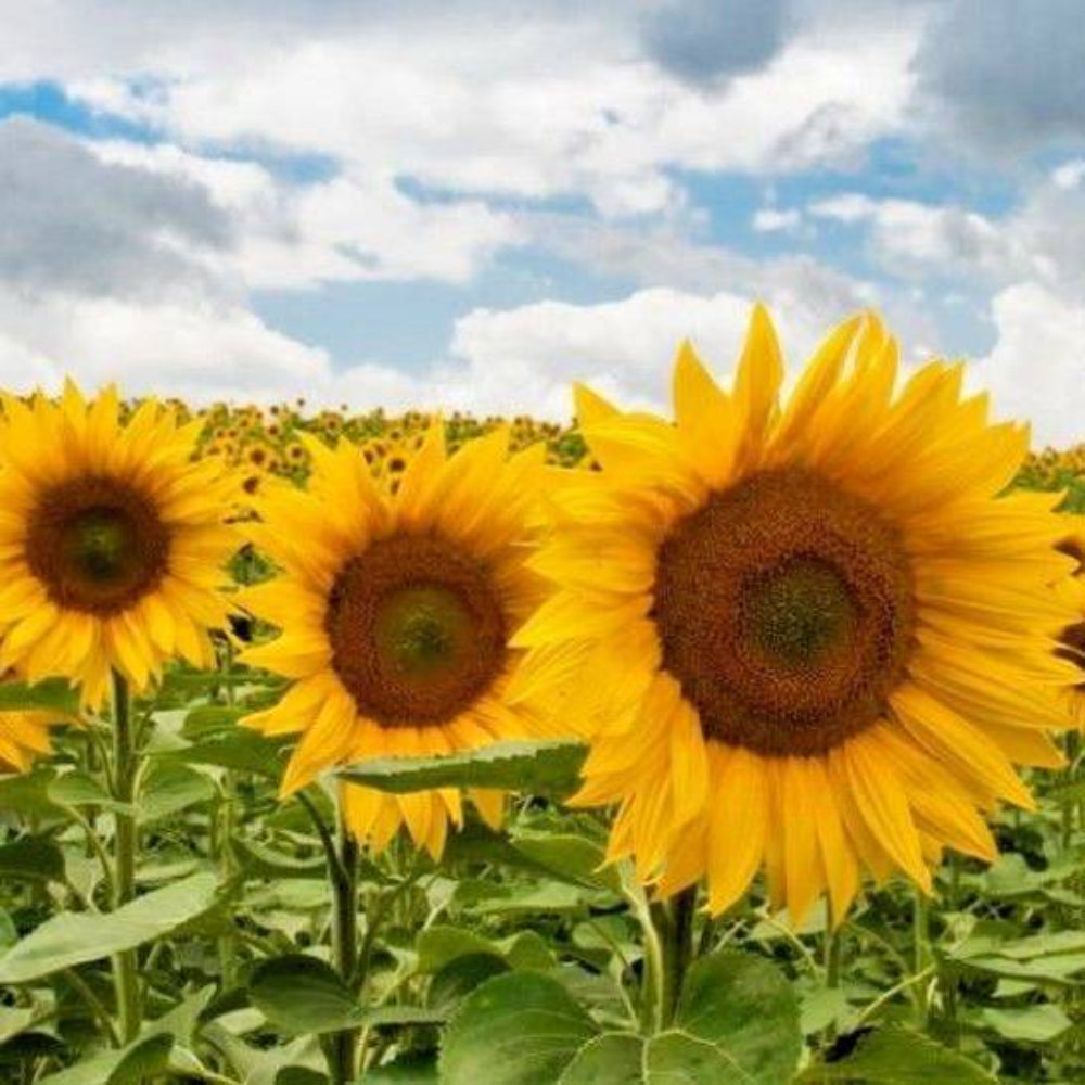 100 Sunspot Dwarf Sunflower Flower Seeds | www.seedsplantworld.com