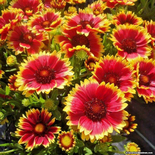 200 Blanket Flower Seeds | www.seedsplantworld.com