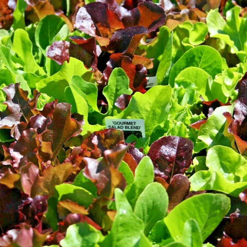 600 Gourmet Salad Mix Vegetable Seeds | www.seedsplantworld.com