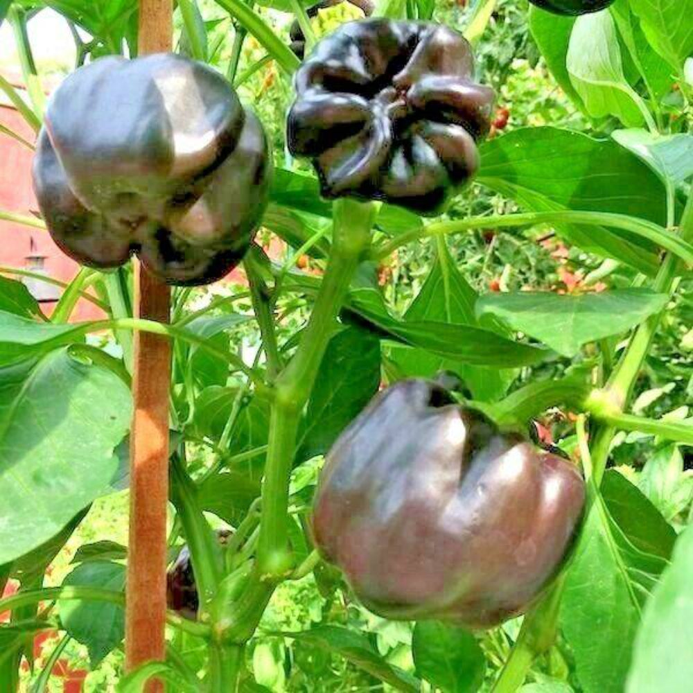 101 Chocolate Beauty Sweet Bell Pepper Vegetable Seeds | www.seedsplantworld.com