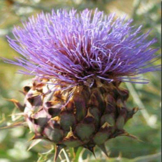 40 Green Globe Artichoke Vegetable Seeds | www.seedsplantworld.com