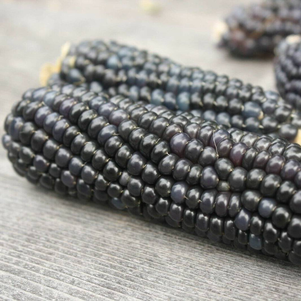 50 Blue Hopi Corn Vegetable Seeds | www.seedsplantworld.com