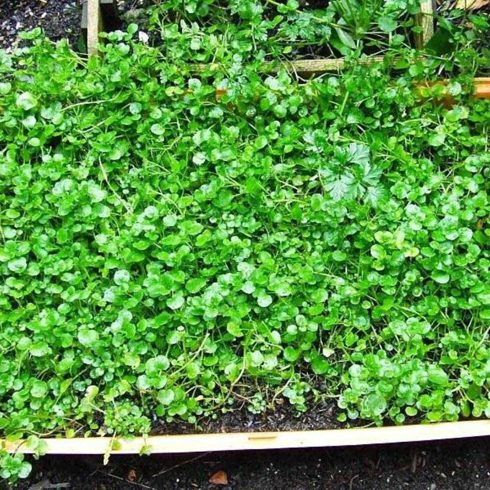 500 Watercress Vegetable Seeds | www.seedsplantworld.com