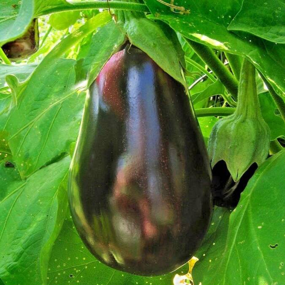 100 Black Beauty Eggplant Vegetable Seeds | www.seedsplantworld.com