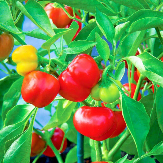 100 Pimento Sweet Pepper Vegetable Seeds | www.seedsplantworld.com