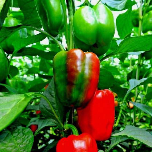 100 California Wonder Sweet Bell Pepper Vegetable Seeds | www.seedsplantworld.com