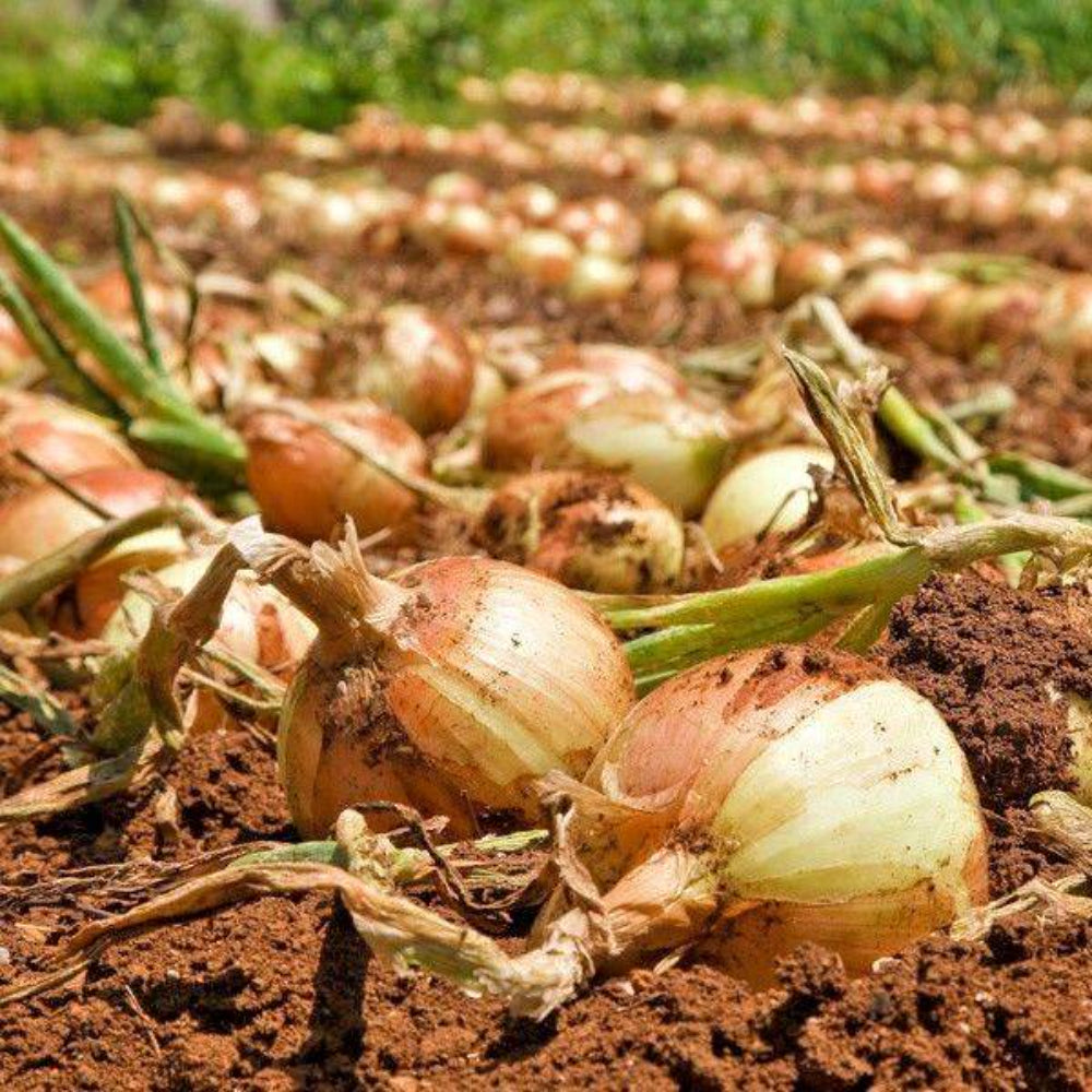 400 Maui Sweet Onion Vegetable Seeds | www.seedsplantworld.com