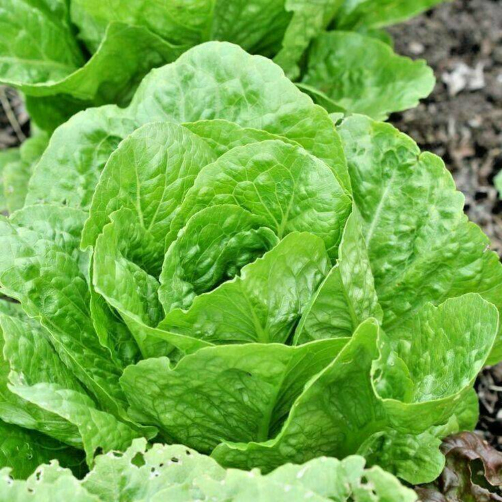 600 Paris Island Cos Romain Lettuce Vegetable Seeds | www.seedsplantworld.com