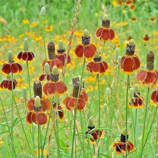 500 Mexican Hat Flower Seeds | www.seedsplantworld.com